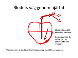 Blodets väg genom hjärtat



                                                          Blodet går ned till
                                                          vänster kammare

                                                          Sedan pumpas det
                                                          vidare genom
                                                          aortan ut till hela
                                                          kroppen.


Vänstra sidan är starkare för att orka pumpa blod till hela kroppen.
 