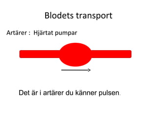 Blodets transport
Artärer : Hjärtat pumpar




    Det är i artärer du känner pulsen .
 