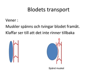 Blodets transport
Vener :
Muskler spänns och tvingar blodet framåt.
Klaffar ser till att det inte rinner tillbaka




                          Spänd muskel
 