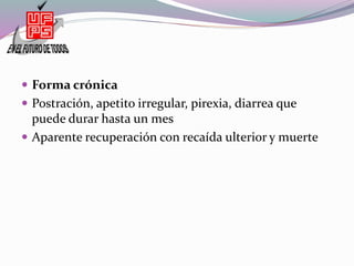  Forma crónica
 Postración, apetito irregular, pirexia, diarrea que
puede durar hasta un mes
 Aparente recuperación con recaída ulterior y muerte
 