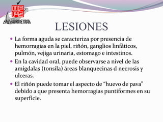LESIONES
 La forma aguda se caracteriza por presencia de
hemorragias en la piel, riñón, ganglios linfáticos,
pulmón, vejiga urinaria, estomago e intestinos.
 En la cavidad oral, puede observarse a nivel de las
amígdalas (tonsila) áreas blanquecinas d necrosis y
ulceras.
 El riñón puede tomar el aspecto de “huevo de pava”
debido a que presenta hemorragias puntiformes en su
superficie.
 