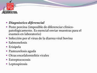  Diagnóstico diferencial
 Peste porcina (imposible de diferenciar clínico-
patológicamente. Es esencial enviar muestras para el
examen en laboratorio)
 Infección por el virus de la diarrea viral bovina
 Salmonelosis
 Erisipela
 Pasteurelosis aguda
 Otras encefalomielitis virales
 Estreptococosis
 Leptospirosis
 