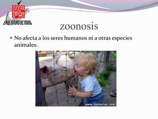 zoonosis
no afecta a los seres humanos ni a otras
especies animales.
 No afecta a los seres humanos ni a otras especies
animales.
 