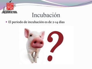 Incubación
 El período de incubación es de 2-14 días
 