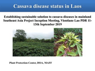 Cassava disease status in Laos
Plant Protection Center, DOA, MAFF
Establishing sustainable solution to cassava diseases in mainland
Southeast Asia Project Inception Meeting, Vientiane Lao PDR 11-
13th September 2019
 