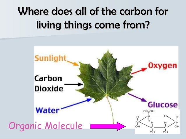 Where do carbohydrates come from?
