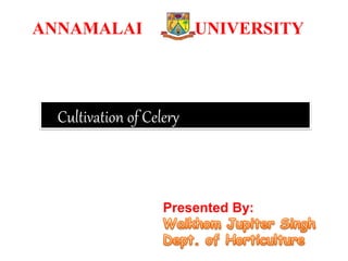 Presented By:
ANNAMALAI UNIVERSITY
Cultivation of Celery
 