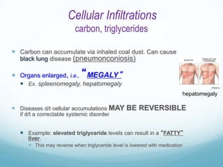 PP Cellular Adaptation .ppt