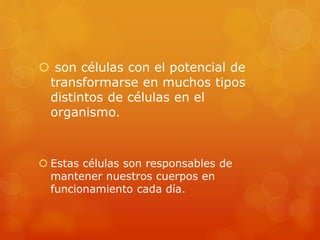  son células con el potencial de
transformarse en muchos tipos
distintos de células en el
organismo.
 Estas células son responsables de
mantener nuestros cuerpos en
funcionamiento cada día.
 