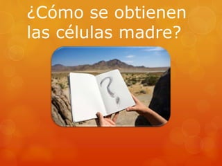 ¿Cómo se obtienen
las células madre?
 
