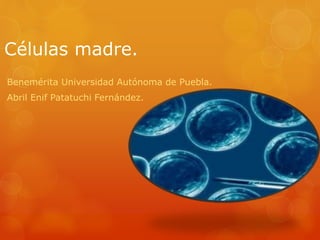 Células madre.
Benemérita Universidad Autónoma de Puebla.
Abril Enif Patatuchi Fernández.
 