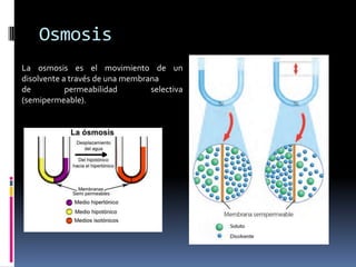 Osmosis
La osmosis es el movimiento de un
disolvente a través de una membrana
de permeabilidad selectiva
(semipermeable).
 