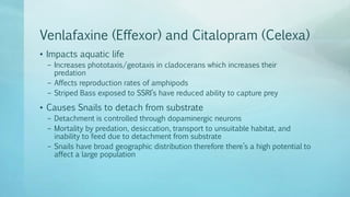 Venlafaxine (Effexor) and Citalopram (Celexa)
• Impacts aquatic life
– Increases phototaxis/geotaxis in cladocerans which increases their
predation
– Affects reproduction rates of amphipods
– Striped Bass exposed to SSRI’s have reduced ability to capture prey
• Causes Snails to detach from substrate
– Detachment is controlled through dopaminergic neurons
– Mortality by predation, desiccation, transport to unsuitable habitat, and
inability to feed due to detachment from substrate
– Snails have broad geographic distribution therefore there’s a high potential to
affect a large population
 