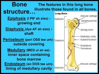 Epiphysis (ĭ PIF ah siss) -
growing end
Diaphysis (dye AF ah siss) -
shaft
Periosteum (peri OSS tee um) -
outside covering
Medullary (MED ul air ee)-
inner space containing
bone marrow
Endosteum (en DOS tee um)-
lining of medullary cavity
Bone
structure…
The features in this long bone
illustrate those found in all bones.
 