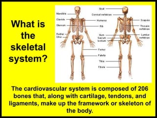 What is
the
skeletal
system?
The cardiovascular system is composed of 206
bones that, along with cartilage, tendons, and
ligaments, make up the framework or skeleton of
the body.
 