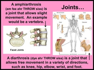 Joints…
A amphiarthrosis
(am fee ahr THROW siss) is
a joint that allows slight
movement. An example
would be a vertebra.
A diarthrosis (dye ahr THROW siss) is a joint that
allows free movement in a variety of directions,
such as knee, hip, elbow, wrist, and foot.
 