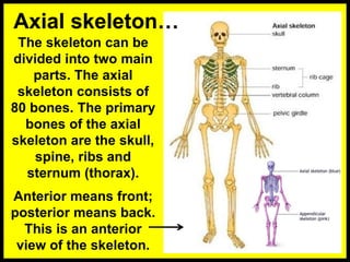 The skeleton can be
divided into two main
parts. The axial
skeleton consists of
80 bones. The primary
bones of the axial
skeleton are the skull,
spine, ribs and
sternum (thorax).
Anterior means front;
posterior means back.
This is an anterior
view of the skeleton.
Axial skeleton…
 