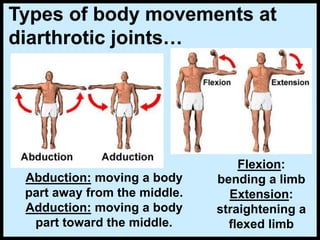 Types of body movements at
diarthrotic joints…
Flexion:
bending a limb
Extension:
straightening a
flexed limb
Abduction: moving a body
part away from the middle.
Adduction: moving a body
part toward the middle.
 