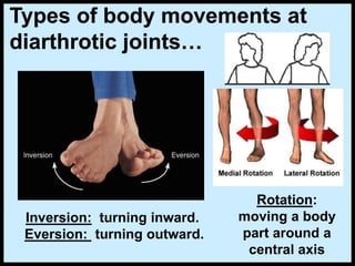 Rotation:
moving a body
part around a
central axis
Inversion: turning inward.
Eversion: turning outward.
Types of body movements at
diarthrotic joints…
 