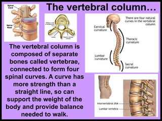 The vertebral column…
The vertebral column is
composed of separate
bones called vertebrae,
connected to form four
spinal curves. A curve has
more strength than a
straight line, so can
support the weight of the
body and provide balance
needed to walk.
 
