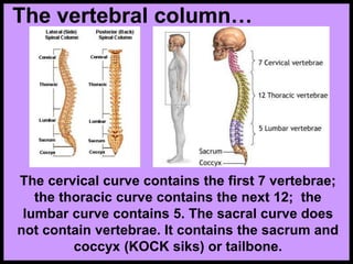 The vertebral column…
The cervical curve contains the first 7 vertebrae;
the thoracic curve contains the next 12; the
lumbar curve contains 5. The sacral curve does
not contain vertebrae. It contains the sacrum and
coccyx (KOCK siks) or tailbone.
 