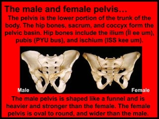 The male and female pelvis…
The pelvis is the lower portion of the trunk of the
body. The hip bones, sacrum, and coccyx form the
pelvic basin. Hip bones include the ilium (Ĭl ee um),
pubis (PYU bus), and ischium (ISS kee um).
The male pelvis is shaped like a funnel and is
heavier and stronger than the female. The female
pelvis is oval to round, and wider than the male.
Male Female
 
