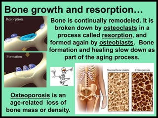 Bone growth and resorption…
Osteoporosis is an
age-related loss of
bone mass or density.
Bone is continually remodeled. It is
broken down by osteoclasts in a
process called resorption, and
formed again by osteoblasts. Bone
formation and healing slow down as
part of the aging process.
 