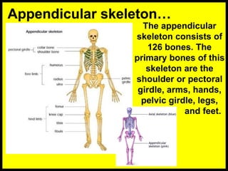 The appendicular
skeleton consists of
126 bones. The
primary bones of this
skeleton are the
shoulder or pectoral
girdle, arms, hands,
pelvic girdle, legs,
and feet.
Appendicular skeleton…
 