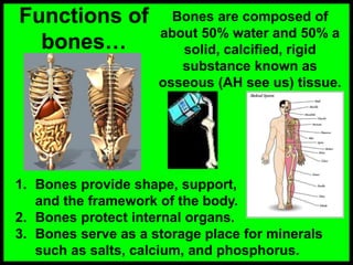 Functions of
bones…
Bones are composed of
about 50% water and 50% a
solid, calcified, rigid
substance known as
osseous (AH see us) tissue.
1. Bones provide shape, support,
and the framework of the body.
2. Bones protect internal organs.
3. Bones serve as a storage place for minerals
such as salts, calcium, and phosphorus.
 