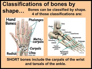 Classifications of bones by
shape… Bones can be classified by shape.
4 of those classifications are:
SHORT bones include the carpals of the wrist
and tarsals of the ankle.
 