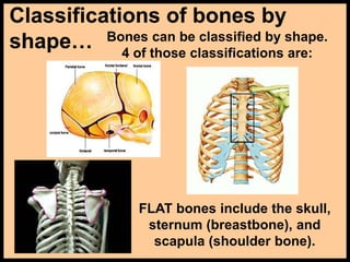 Classifications of bones by
shape… Bones can be classified by shape.
4 of those classifications are:
FLAT bones include the skull,
sternum (breastbone), and
scapula (shoulder bone).
 