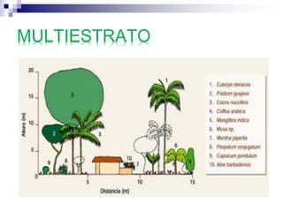 MULTIESTRATO
 