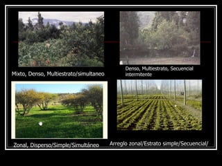 Zonal, Disperso/Simple/Simultáneo Arreglo zonal/Estrato simple/Secuencial/
Mixto, Denso, Multiestrato/simultaneo
Denso, Multiestrato, Secuencial
intermitente
 