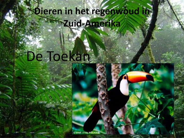 Pp Dieren Regenwoud | PPT