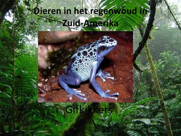 Pp Dieren Regenwoud