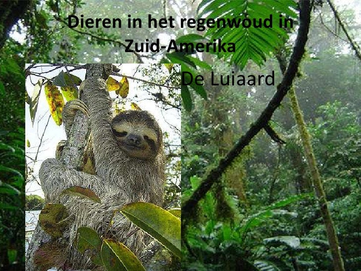 Pp Dieren Regenwoud