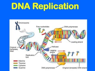 DNA replication and Amino Acid Replication | PPT