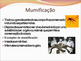 Mumificação Todo ou grande parte do seu corpo fica conservado incluindo as partes moles. Depois da sua morte o ser vivo é envolvido por uma substância (ex: o gelo ou resina) que permite a conservação do corpo. Exemplos de mumificação: Insectos em âmbar; Mamutes conservados no gelo. 