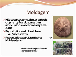 Moldagem Não se conservam quaisquer parte do organismo, ficando apenas uma reprodução ou molde das suas partes duras. Reprodução da estrutura interna    Molde interno.   Reprodução da estrutura externa     Molde externo. Este tipo de moldagem chama-se impressão de folhas.  