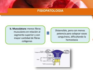 FISIOPATOLOGIA
b. Musculatura: menos fibras
musculares en relación al
segmento superior y con
mayor cantidad de fibras
col...