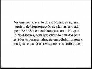 Na Amazônia, região do rio Negro, dirige um
projeto de bioprospecção de plantas, apoiado
pela FAPESP, em colaboração com o Hospital
Sírio-Libanês, com isso obtendo extratos para
testá-los experimentalmente em células tumorais
malignas e bactérias resistentes aos antibióticos
 