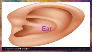 Ear