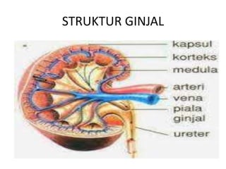 STRUKTUR GINJAL
 