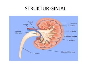 STRUKTUR GINJAL
 