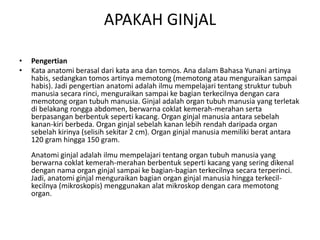 APAKAH GINjAL
• Pengertian
• Kata anatomi berasal dari kata ana dan tomos. Ana dalam Bahasa Yunani artinya
habis, sedangkan tomos artinya memotong (memotong atau menguraikan sampai
habis). Jadi pengertian anatomi adalah ilmu mempelajari tentang struktur tubuh
manusia secara rinci, menguraikan sampai ke bagian terkecilnya dengan cara
memotong organ tubuh manusia. Ginjal adalah organ tubuh manusia yang terletak
di belakang rongga abdomen, berwarna coklat kemerah-merahan serta
berpasangan berbentuk seperti kacang. Organ ginjal manusia antara sebelah
kanan-kiri berbeda. Organ ginjal sebelah kanan lebih rendah daripada organ
sebelah kirinya (selisih sekitar 2 cm). Organ ginjal manusia memiliki berat antara
120 gram hingga 150 gram.
Anatomi ginjal adalah ilmu mempelajari tentang organ tubuh manusia yang
berwarna coklat kemerah-merahan berbentuk seperti kacang yang sering dikenal
dengan nama organ ginjal sampai ke bagian-bagian terkecilnya secara terperinci.
Jadi, anatomi ginjal menguraikan bagian organ ginjal manusia hingga terkecil-
kecilnya (mikroskopis) menggunakan alat mikroskop dengan cara memotong
organ.
 