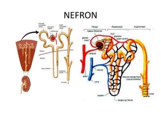 NEFRON
 