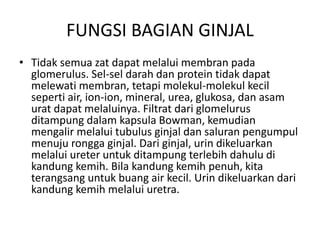 FUNGSI BAGIAN GINJAL
• Tidak semua zat dapat melalui membran pada
glomerulus. Sel-sel darah dan protein tidak dapat
melewati membran, tetapi molekul-molekul kecil
seperti air, ion-ion, mineral, urea, glukosa, dan asam
urat dapat melaluinya. Filtrat dari glomelurus
ditampung dalam kapsula Bowman, kemudian
mengalir melalui tubulus ginjal dan saluran pengumpul
menuju rongga ginjal. Dari ginjal, urin dikeluarkan
melalui ureter untuk ditampung terlebih dahulu di
kandung kemih. Bila kandung kemih penuh, kita
terangsang untuk buang air kecil. Urin dikeluarkan dari
kandung kemih melalui uretra.
 