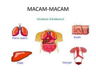 MACAM-MACAM
 