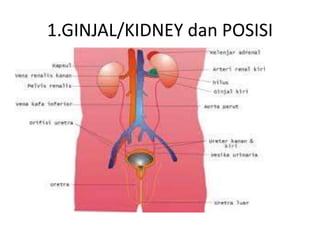 1.GINJAL/KIDNEY dan POSISI
 