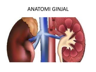 ANATOMI GINJAL
 